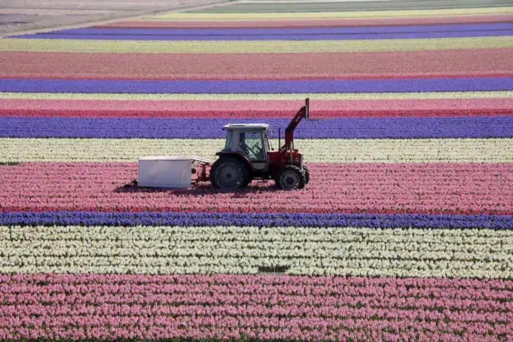 Bij de duinen 300 meter van de zee gratis wifi huisdieren toegestaan thuiswerkplek Julianadorp Buitenkant foto